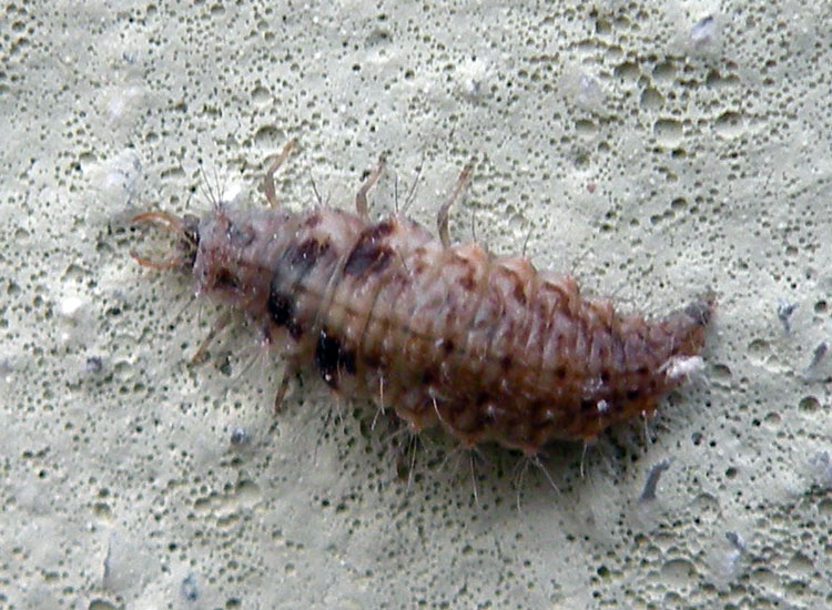 Larva di Chrysopa sp.